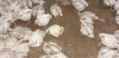 Jeneratörü bozulan çiftlikteki 35 bin tavuk telef oldu