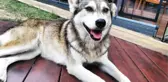 SARIYER'DE YOLDA YATAN KÖPEĞİ EZİP, YOLUNA DEVAM ETTİ