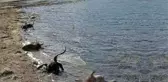 Skandal görüntüler! Kestikleri kurbanların kellelerini baraj gölüne attılar