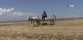 Kuraklığın vurduğu Kars'ta çiftçilerin hasat mesaisi başladı