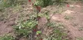 Aronia meyvesi için teknik destek