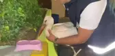 KANADINDAN YARALI LEYLEK TEDAVİYE ALINDI