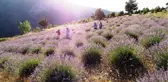 KÖYDEKİ LAVANTA TARLASI FOTOĞRAF STÜDYOSUNA DÖNDÜ