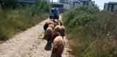 Koyunları kaybolan çiftçinin yardımına Gemlik Zabıtası koştu