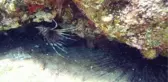 Kıyıdan 5 metre açıkta, 1 metre derinlikte zehirli aslan balığı