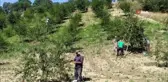 Pazarlar ilçesinde vişne sezonu başladı