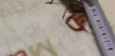 SULTANGAZİ VE ARNAVUTKÖY'DE GÖRÜLEN ÇEKİRGELER TEDİRGİN EDİYOR