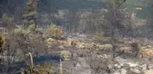 Uşak'ta çıkan orman yangını kontrol altına alındı