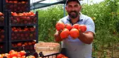 Amasya'da domates, üreticisini sevindirdi