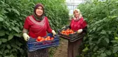 Isparta'da yayla şartlarında domates hasadı