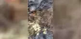 Son dakika! Yangında mahsur kalan iki kaplumbağayı orman işçileri kurtardı