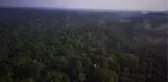 Afrika'nın en eski sakinlerinden Pigmeler, binlerce yıllık ilkel yaşam tarzlarından vazgeçmiyor