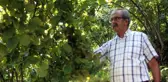 Fındık üreticisi hasat öncesi fiyat açıklanmasını bekliyor