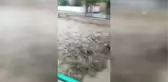 Son dakika haberleri | Sel nedeniyle ev ve ahırları su bastı, hayvanlar telef oldu