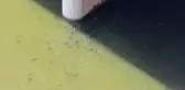 Asi Nehri'nde balık ölümleri