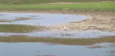 Nallıhan Kuş Cenneti sazlığındaki yangına kuş neden olmuş