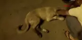 YARDIM ETMEK İSTEDİĞİ KÖPEĞİN ISIRDIĞI ÇOCUĞUN BACAĞINA 10 DİKİŞ ATILDI