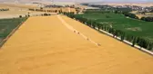 Sivas'a özgü Zeron buğdayının hasadı başladı