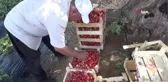 Batman'da çilek üretimi göçü tersine çevirdi