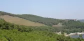 Heybeliada'da 1 yıl önce yangında kül olan alanın değişimi böyle görüntülendi