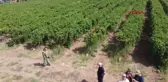 YAPAY ZEKAYLA BAĞLARDAKİ REKOLTE ÖLÇÜLDÜ