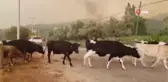 AKUT ve vatandaşlar hayvancılık işletmelerini tahliye ediyor