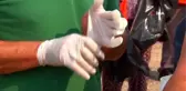 Aliağa'da orman temizliği devam ediyor