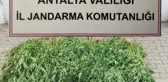 Etrafını duvarla çevirdiği alanı kenevir bahçesi yapmış