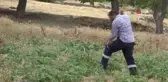 Gercüş'te et yiyen dev çekirge görenleri hayretler içinde bıraktı