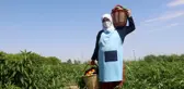 Kadınlar deprem ve Covid-19 stresini hasat yaparak attılar
