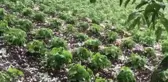 Mersin'in yüksek kesimlerinde dolu etkili oldu