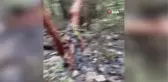 Sütçüler'deki yangında alevler arasından çıkan çekirgeye su içirdi