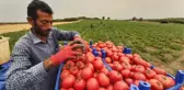 ÇANAKKALE DOMATESİNDE HASAT BAŞLADI