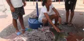 DERNEK BAŞKANI, PLASTİK VE MİSİNA NEDENİYLE ÖLEN CARETTA CARETTAYA AĞLADI