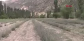 SELÇUKLU MOTİFLERİNDEN OLUŞAN KIYAFETLERİN TANITIMI LAVANTA BAHÇESİNDE YAPILDI
