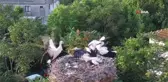 Yaren'in yavrusu Beşnumara yuvadan uçtu...Halka ile uydudan böyle takip ediliyor