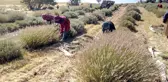 'Mor deniz' lavantada hasat zamanı