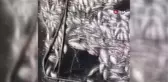 Son dakika haberleri! Gediz Nehrindeki toplu balık ölümleri korkuttu