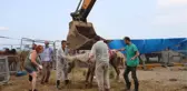HOPA'DA TIR PARKINDA ÖLÜME TERK EDİLEN ATLAR KARANTİNADA