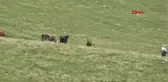 KARADENİZ YAYLALARINDA 'AŞI' SEFERBERLİĞİ