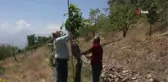 Verimsiz ceviz ağaçları kabuk altı aşısıyla verimli hale getiriliyor