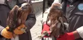 Yaralı 2 kızıl şahin ve baykuş tekrardan doğaya salındı