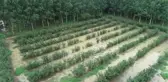 Aşırı yağış nedeniyle bazı fındık bahçelerini su bastı