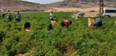 GAZİANTEP'TE KIRMIZI BİBER HASADA BAŞLADI