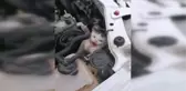 Son dakika haberi... Otomobilin motor kısmına sıkışan kediyi itfaiye kurtardı