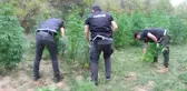 Yozgat'ta devlet arazisine ekilen hint kenevirleri imha edildi