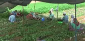 BALIKESİR - Bandırma'nın meşhur ceviz fidanları aşılanmaya başlandı