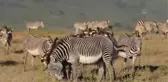 Kenya'da aslan popülasyonu 2010 yılından bu yana yüzde 25 arttı
