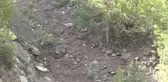 Koruma altındaki yaban keçileri Erzurum dağlarına güzellik katıyor