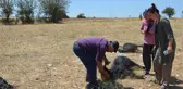 Göz göre göre ölüme sürüklendiler! Ciğerleri patlayan keçiler acı içinde can verdi
